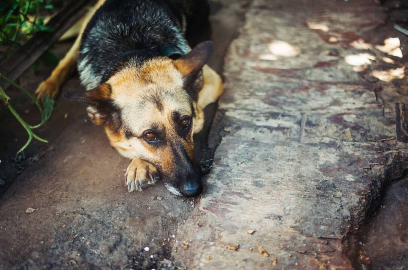 german shepherd lying on the ground and looks at the owner
