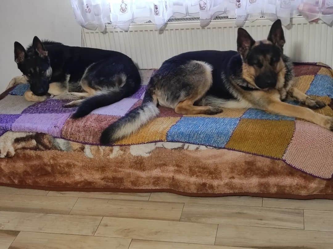 german shepherds lie down and rest