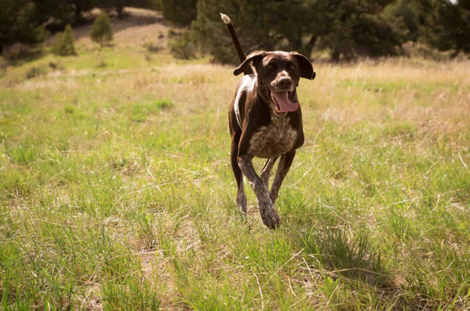 german shorthaired pointer running on a meadow