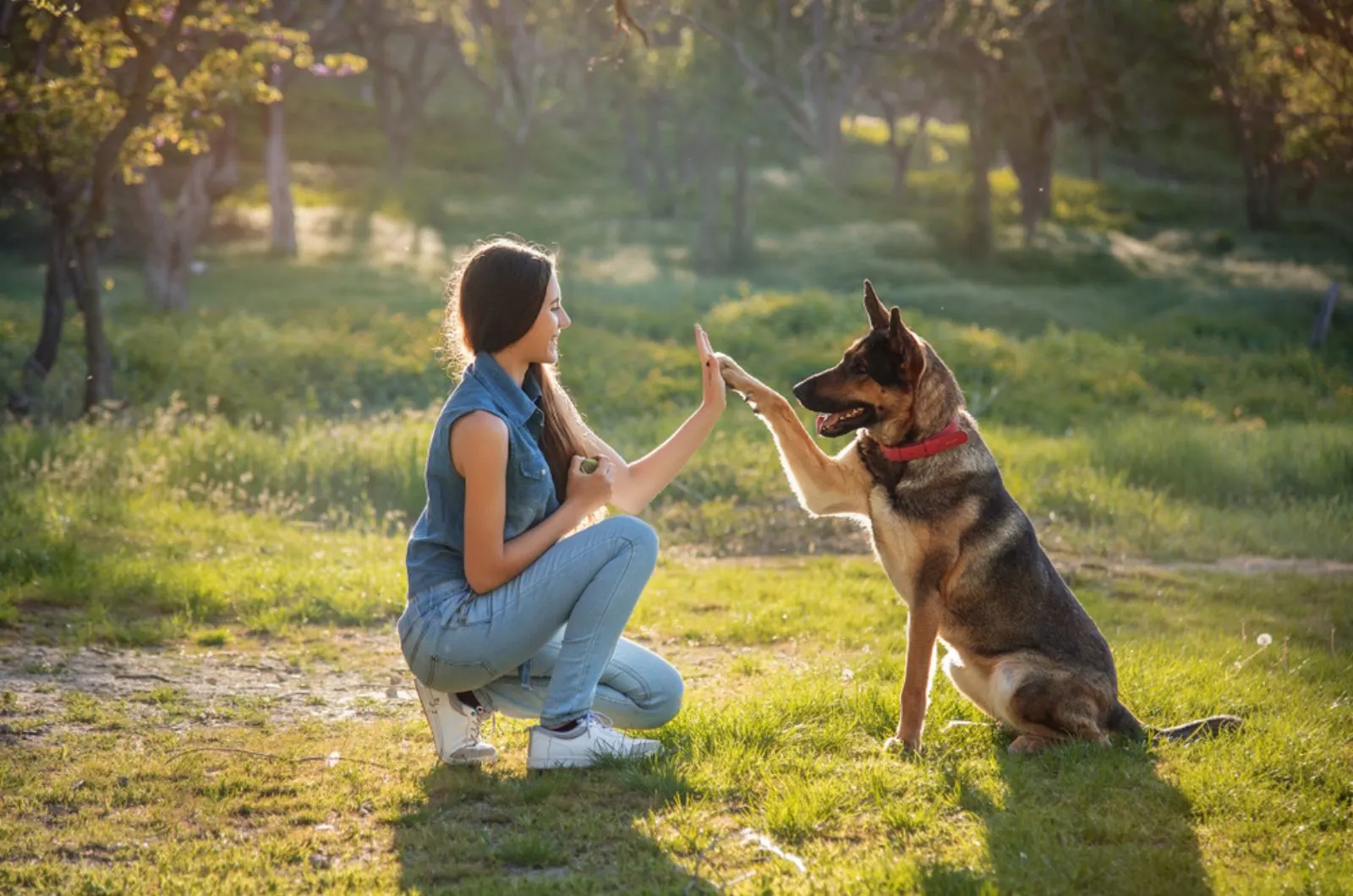girl and german shepherd gives five to her with his paw