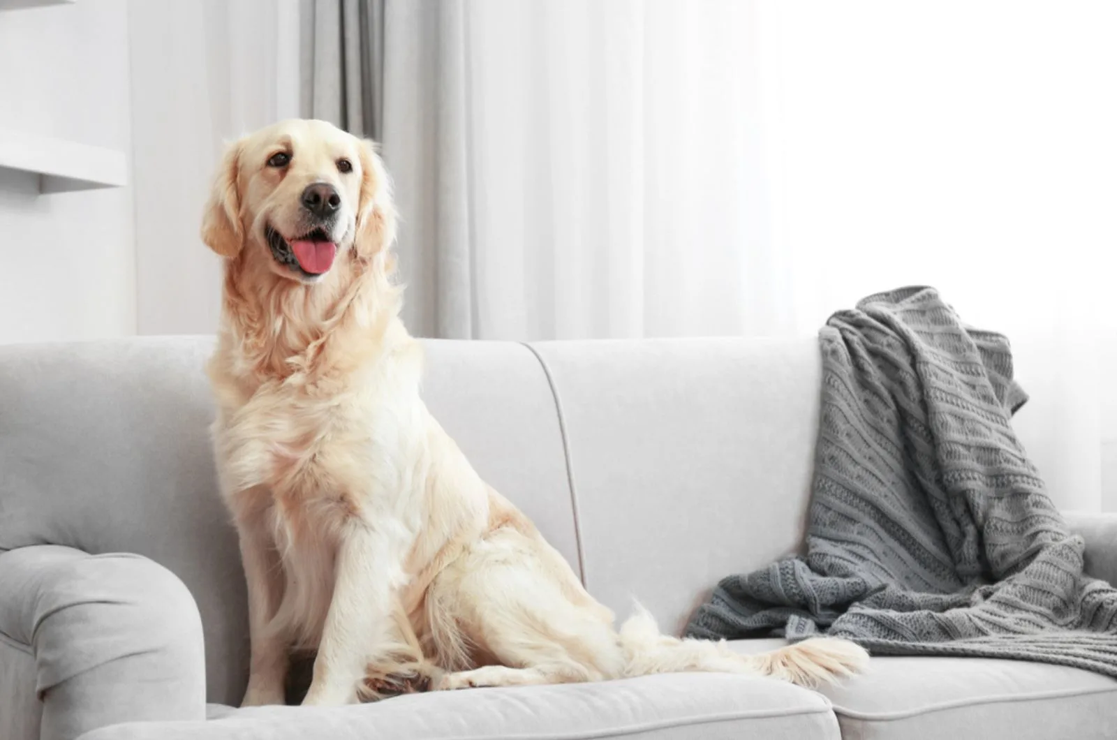 golden retriever sitting on sofa at home