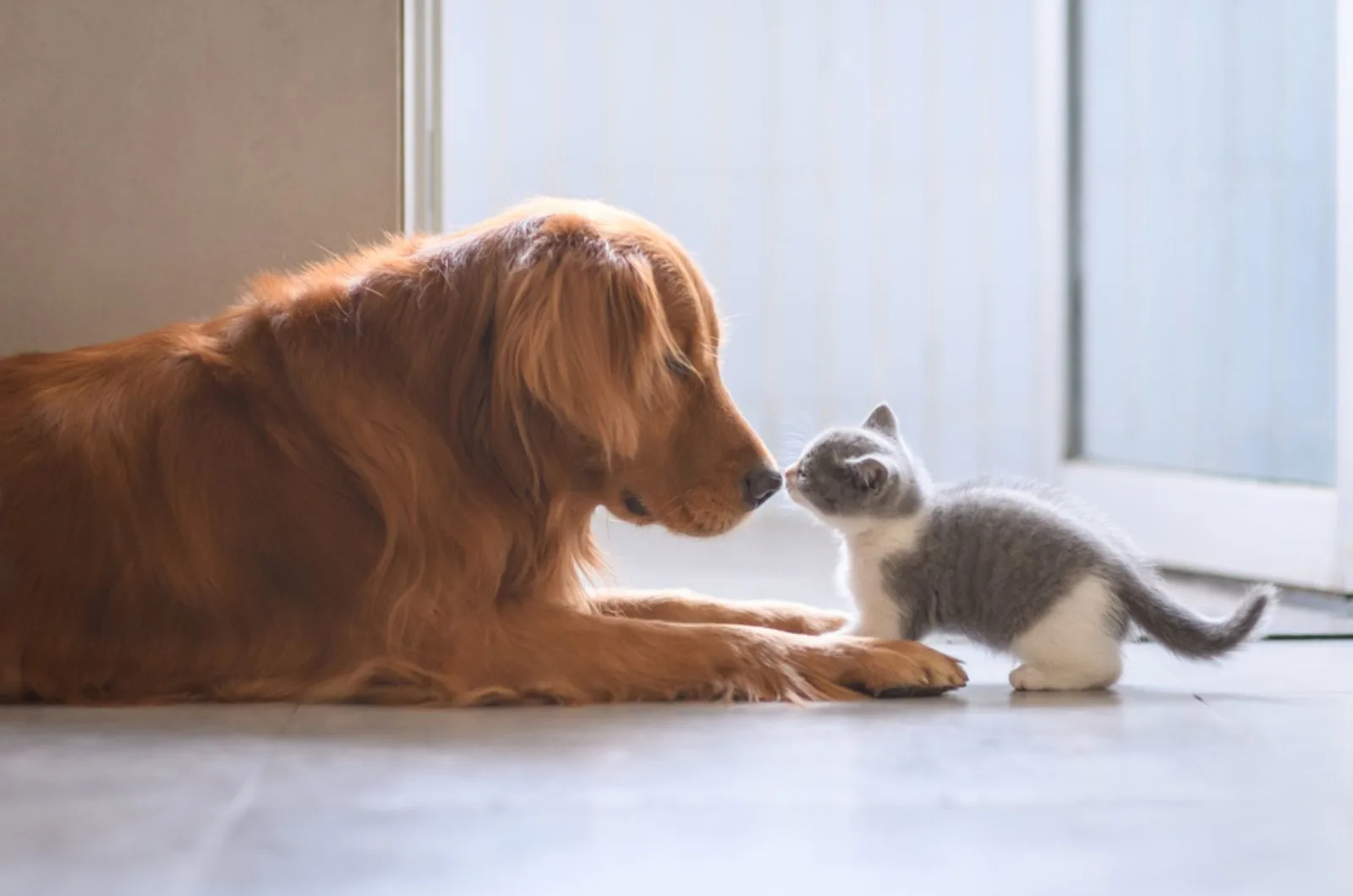 golden retriever and the kitten smell each other