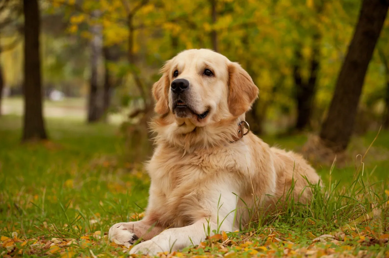 golden retriever dog lying on the grass in the park