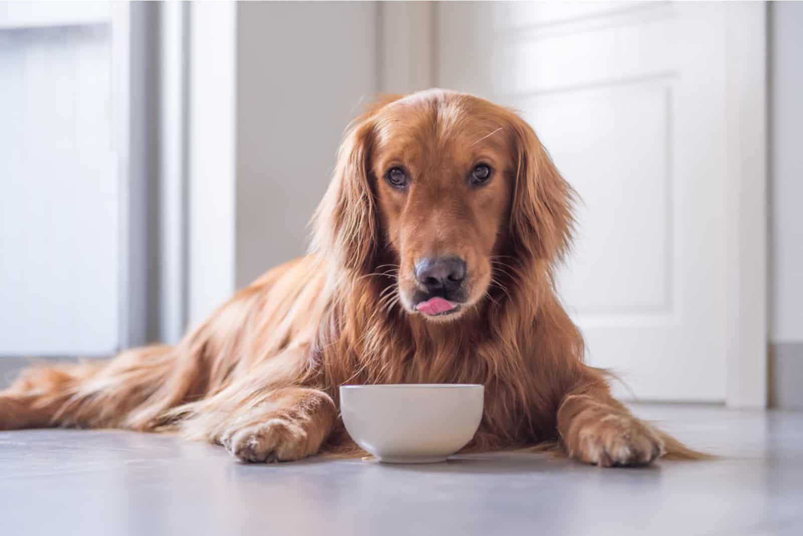 golden retriever eating