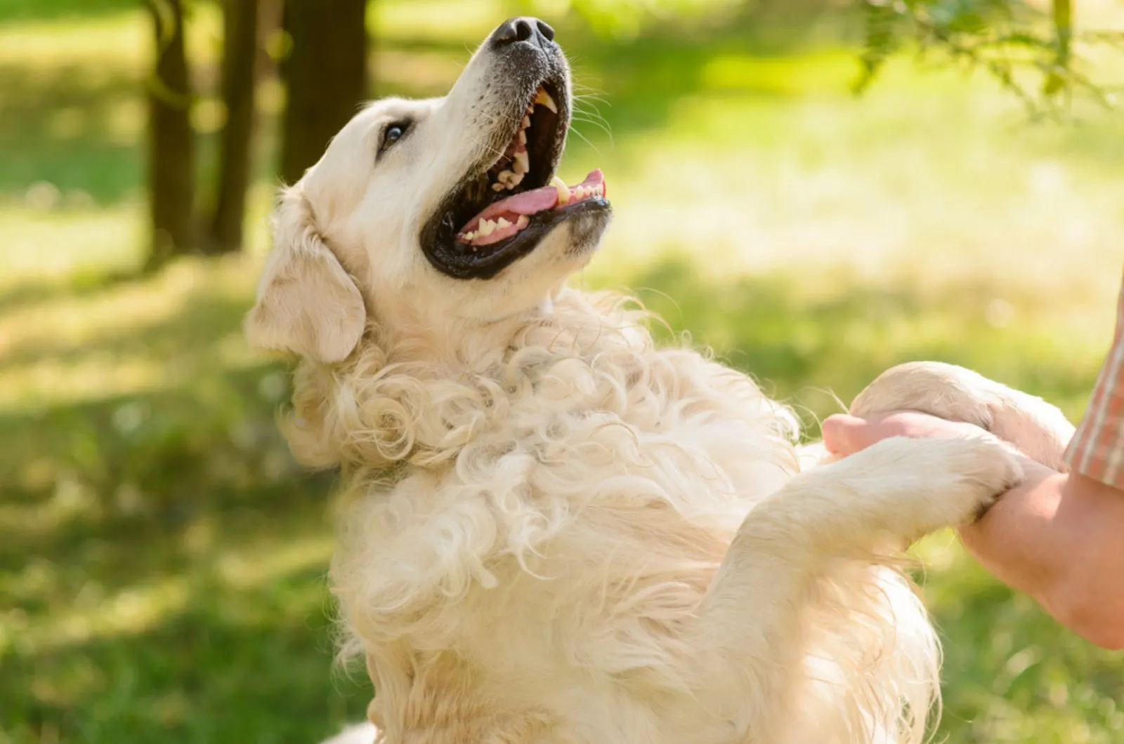 golden retriever gives a paw to the male hand in the park