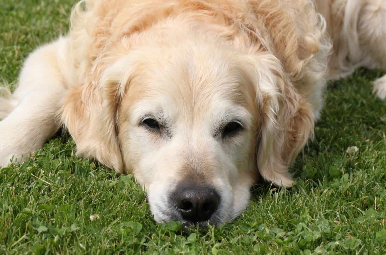 golden retriever lying on the grass