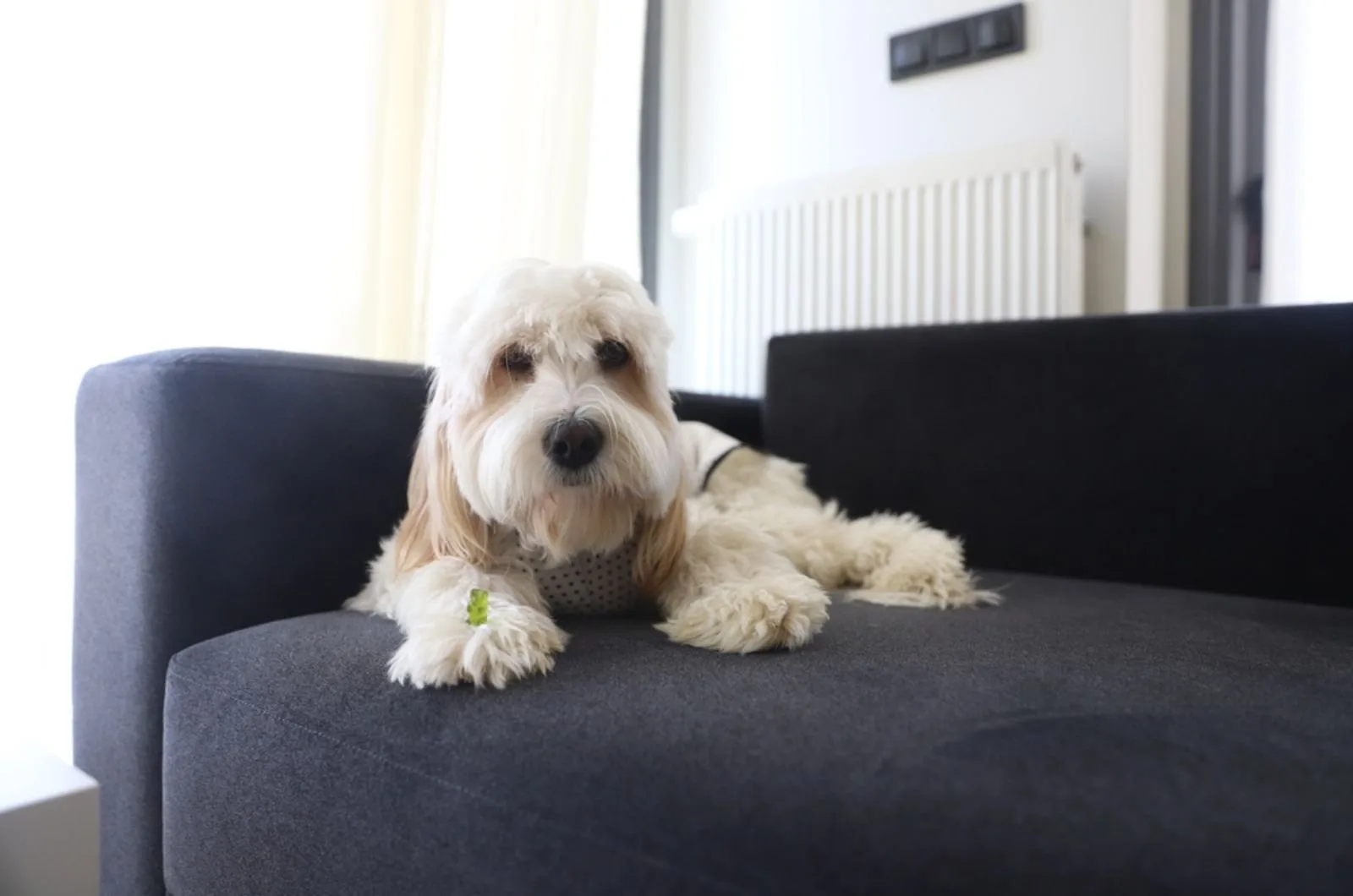 goldendoodle dog lying on the couch