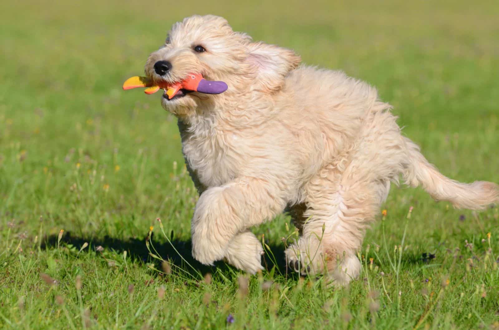 goldendoodle playing with a toy in the park
