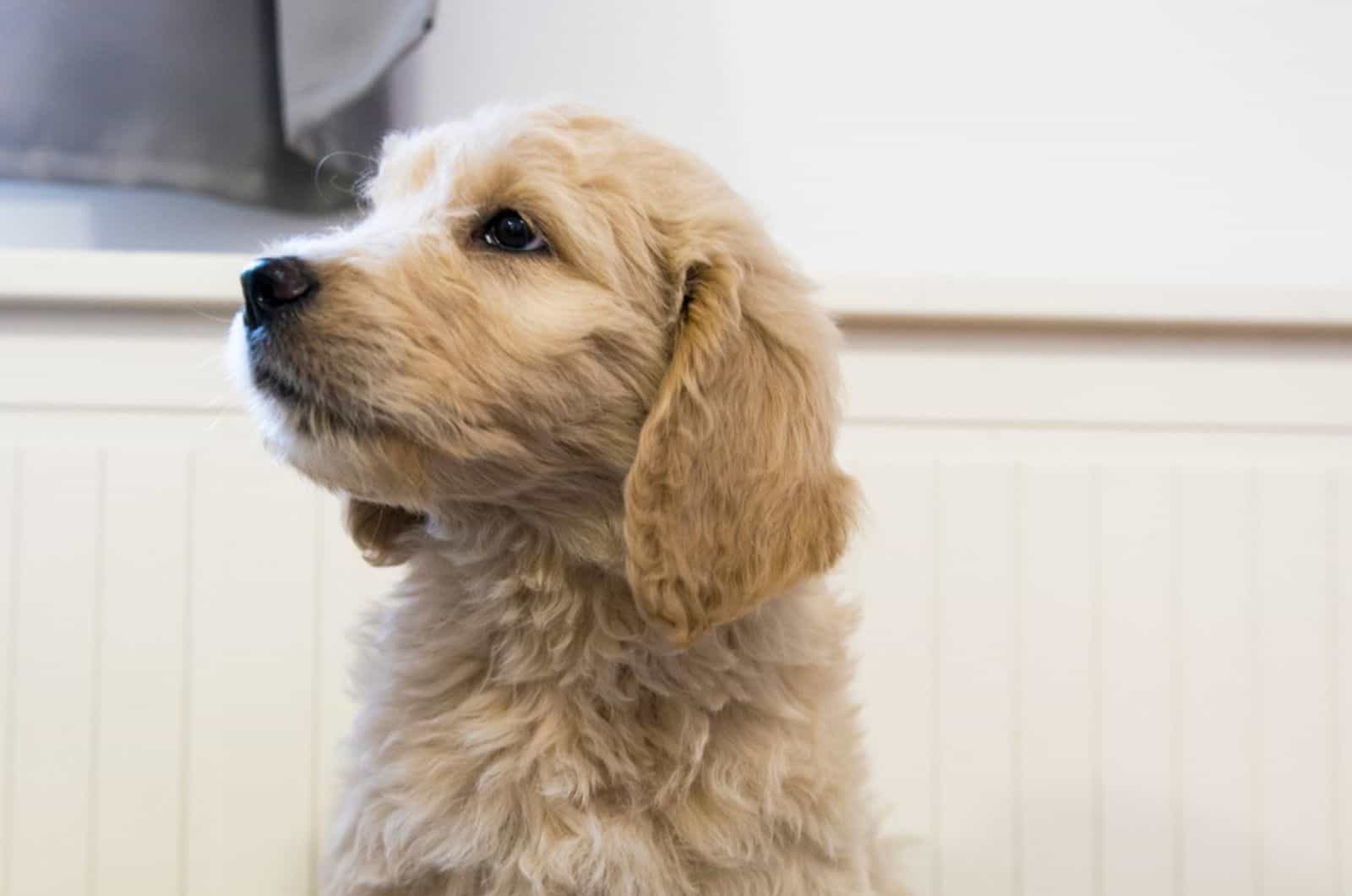 goldendoodle puppy in the kitchen
