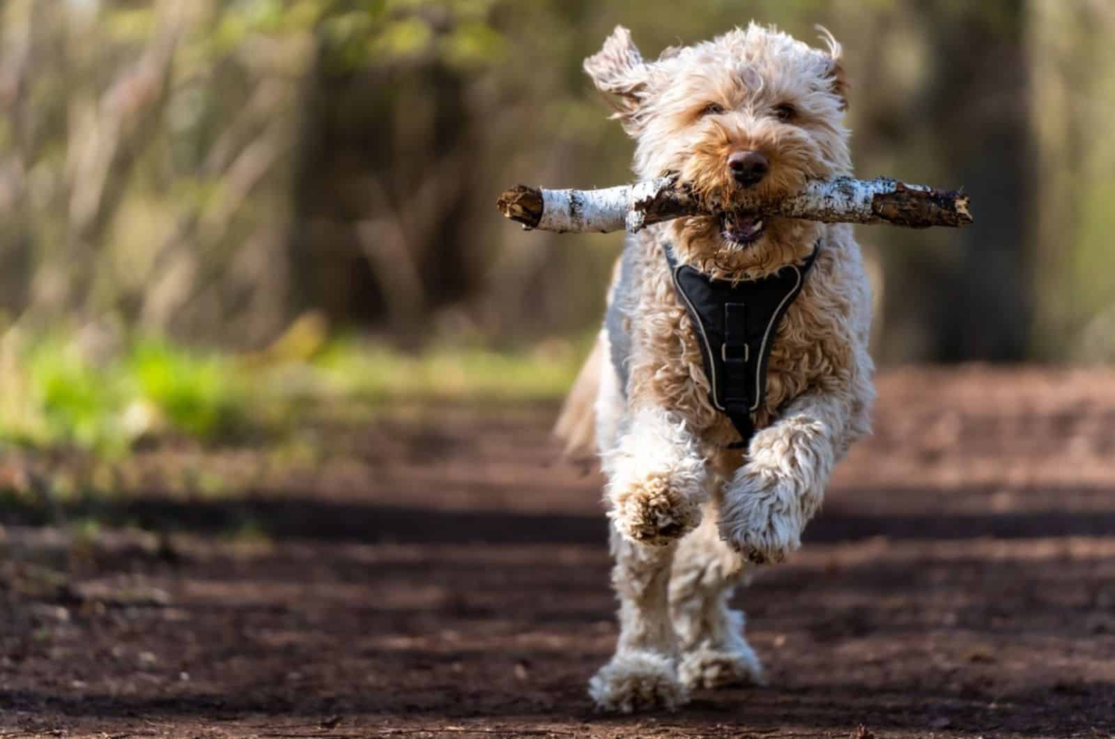 goldendoodle running in the park with a stick in his mouth