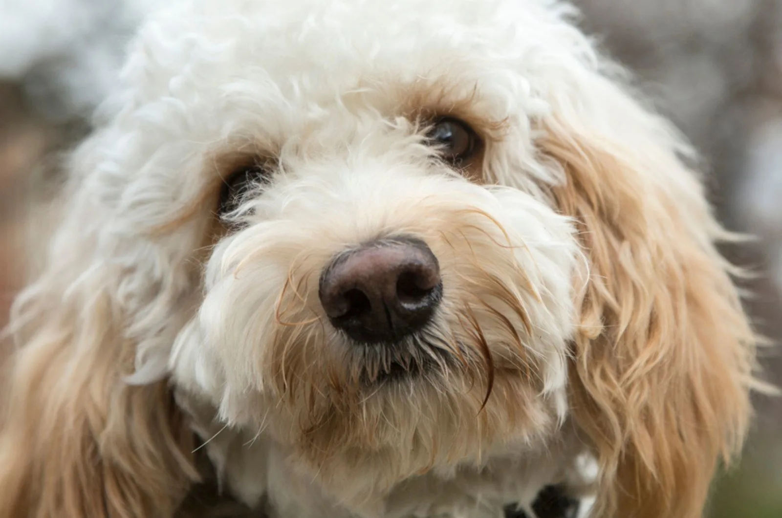 goldendoodle dog looking into camera