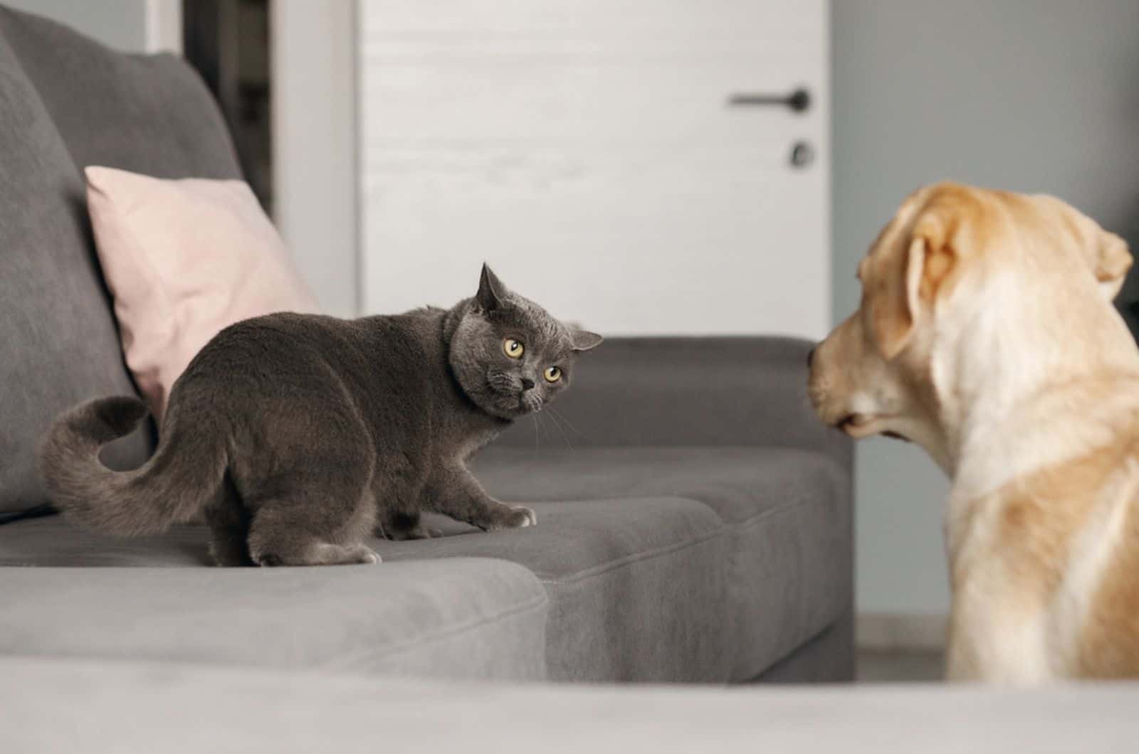 gray cat looks wary at a labrador in apartment
