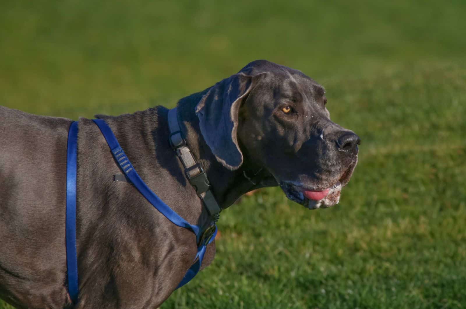 great dane drooling in the park