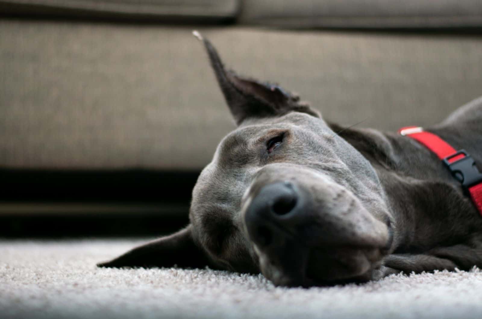 great dane sleeping on the carpet