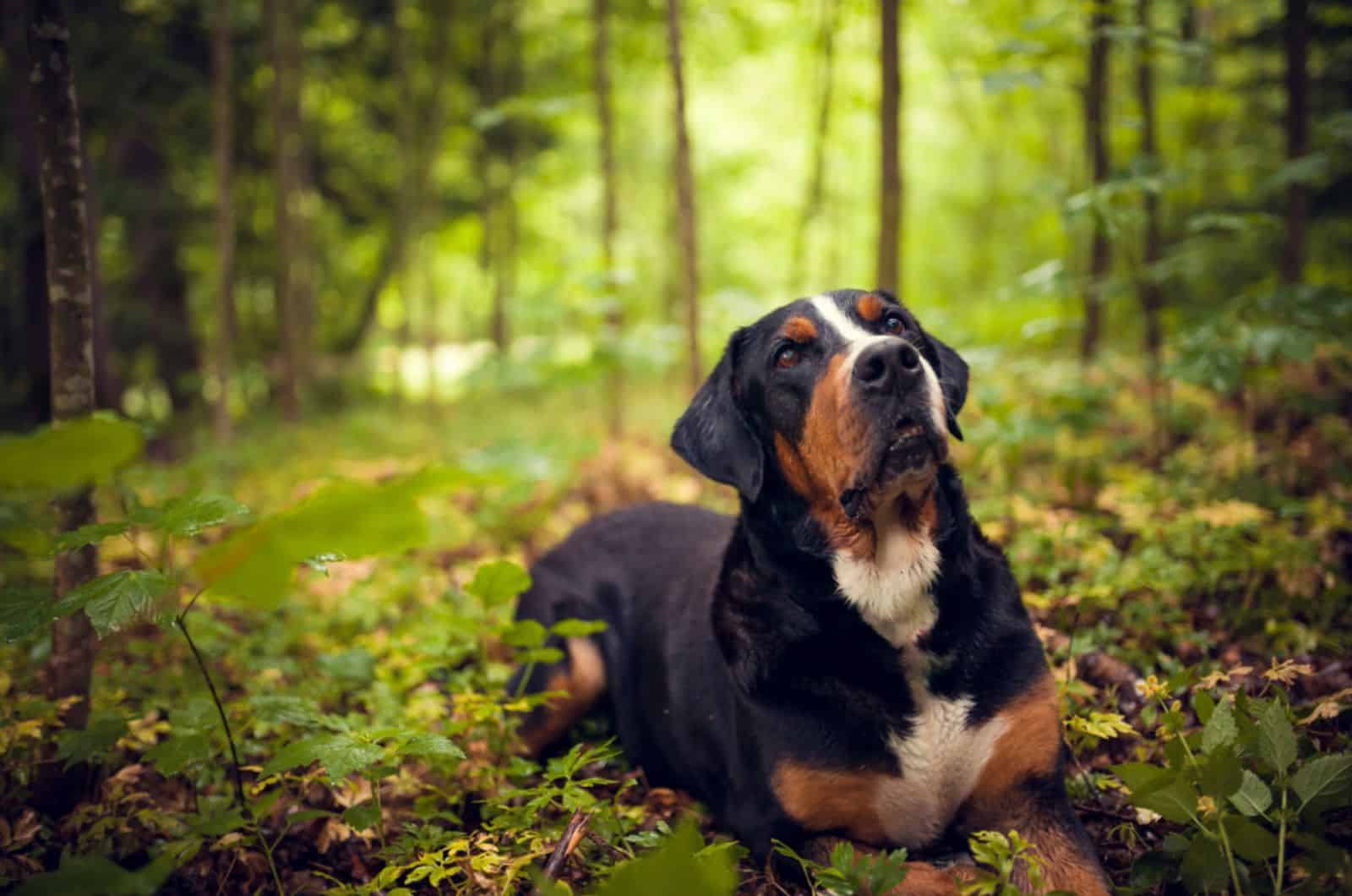greater swiss mountain dog in nature