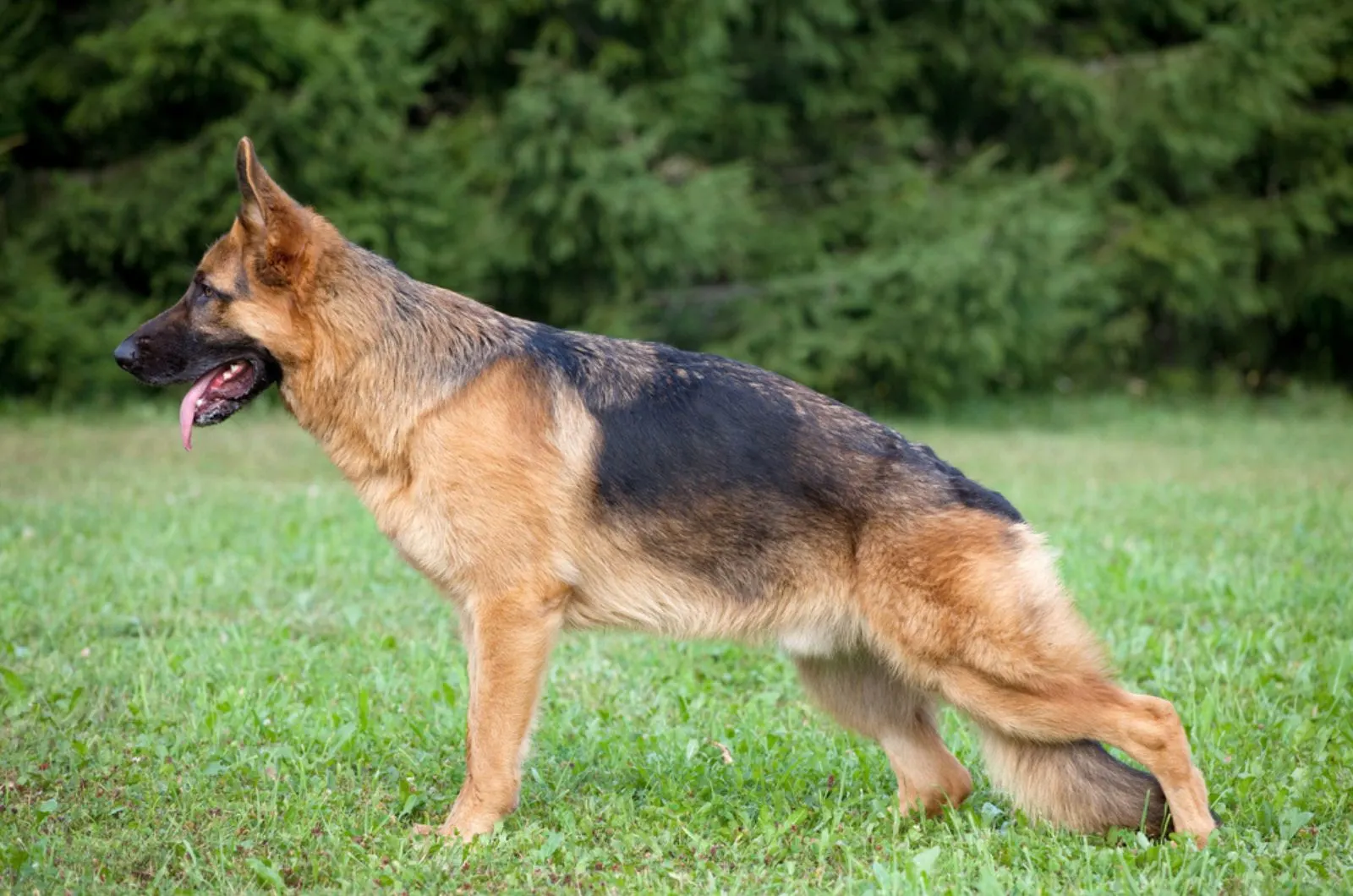 greman shepherd dog posing in the park