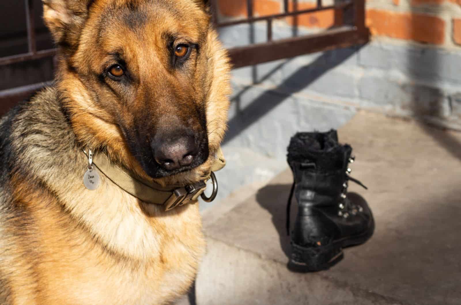 guilty german shepherd near a spoiled and gnawed shoe