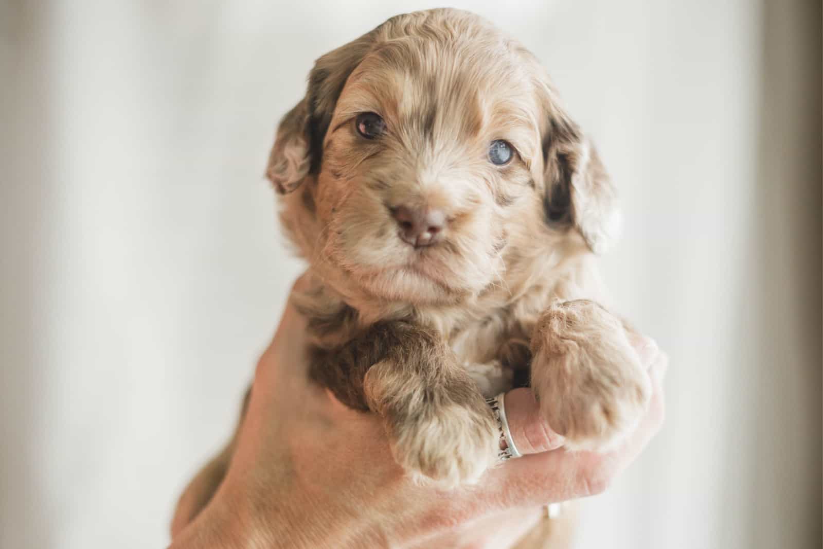hand holding a cute lovely light brown Labradoodle puppy