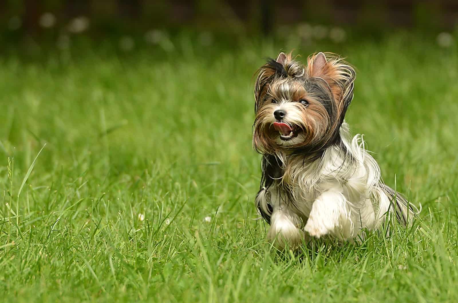 happy Biewer Terrier  running outside