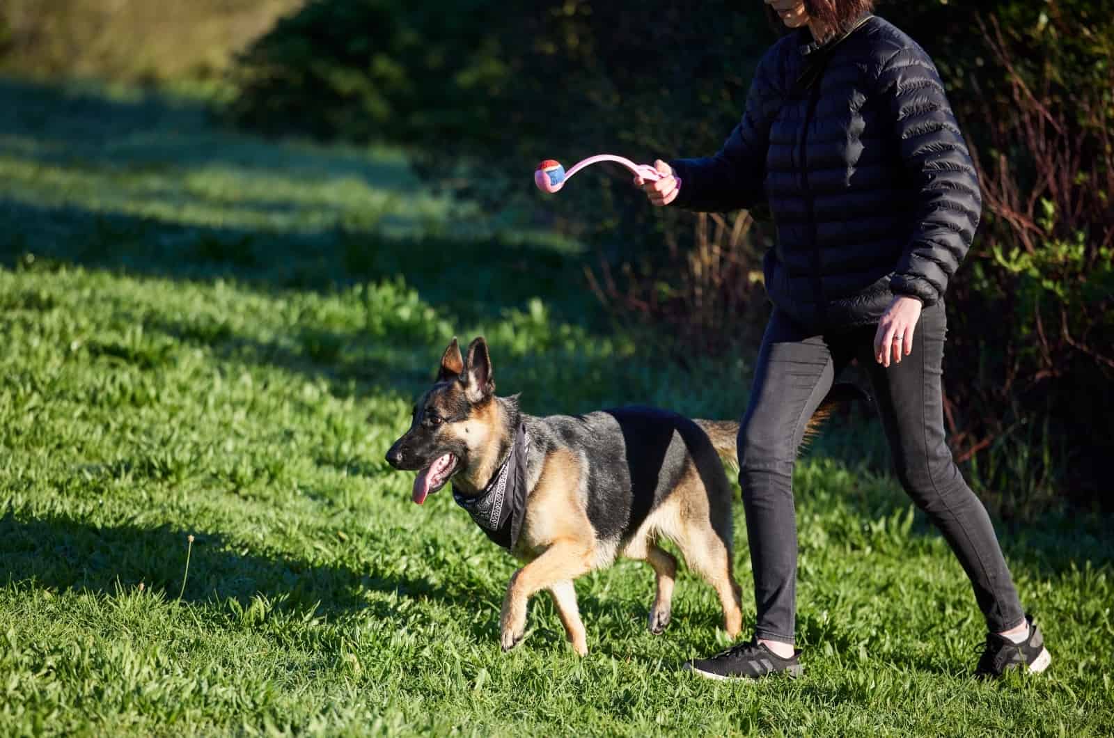 happy German Shepherd walking by man