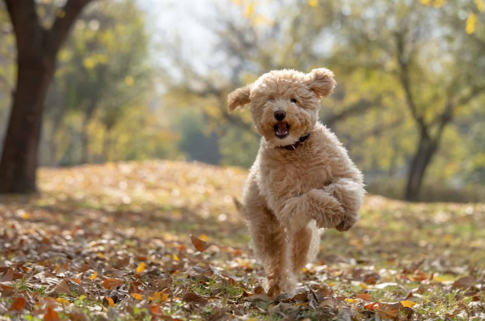 Happy Goldendoodle running in park