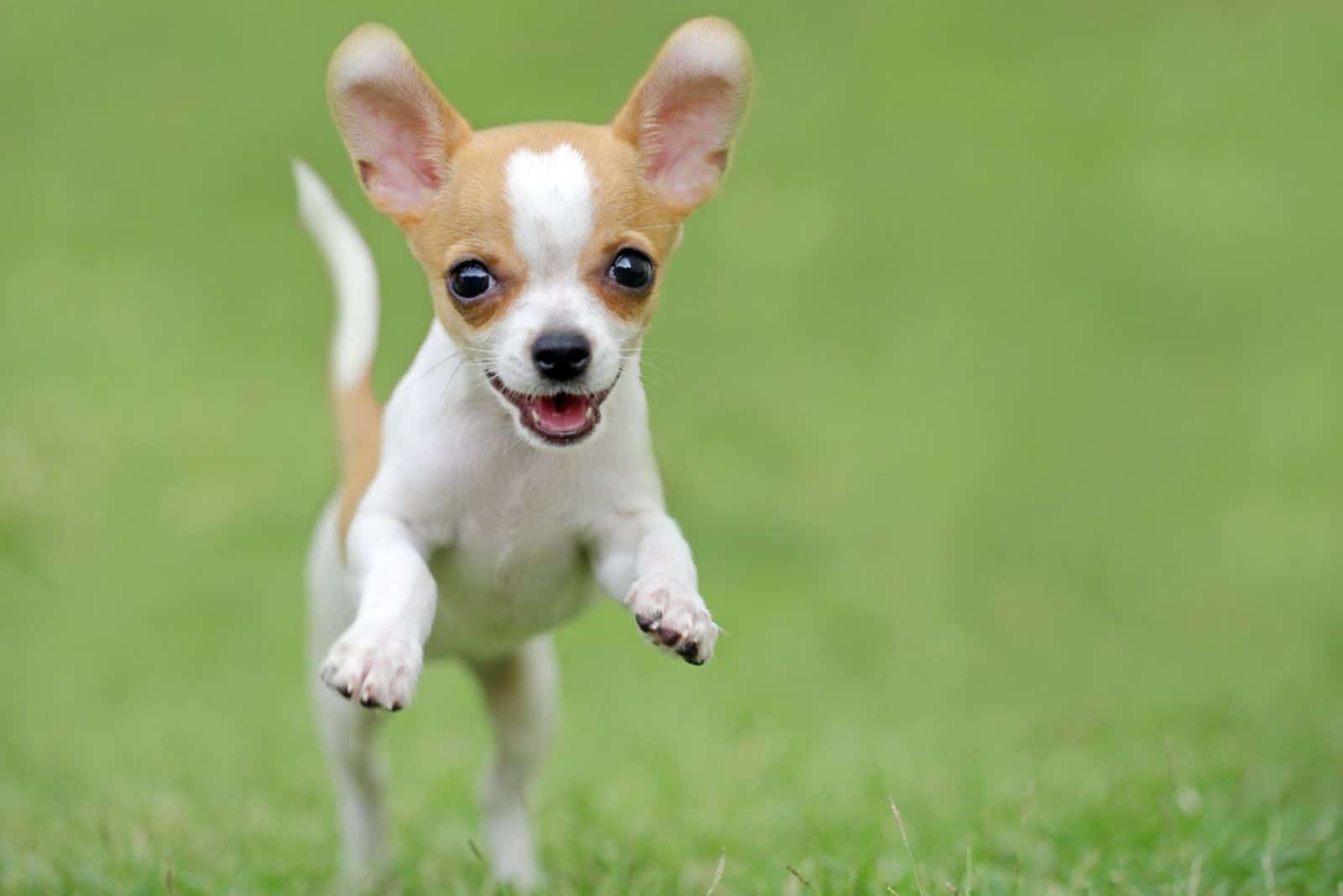 Happy Chihuahua jumping on the grass