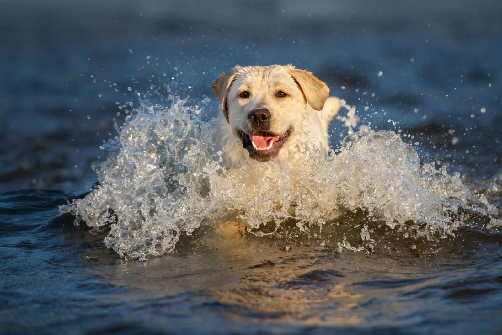 happy labrador dog in the water on the beach