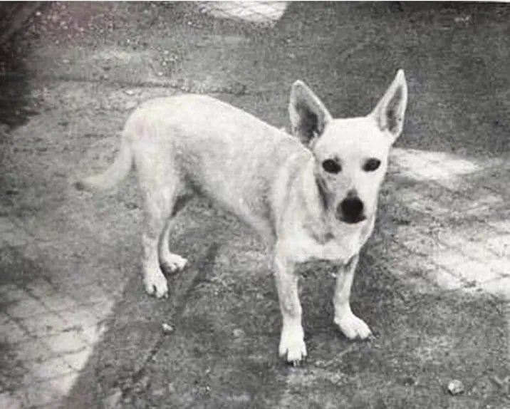 hawaiian poi dog