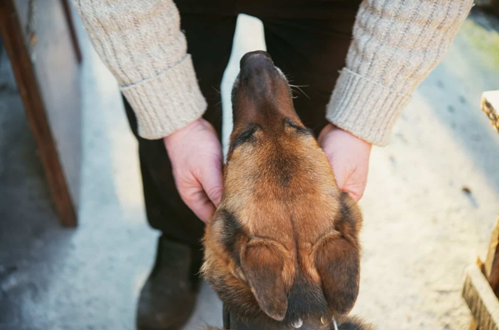 human hands stroking a german shepherd dog outdoors