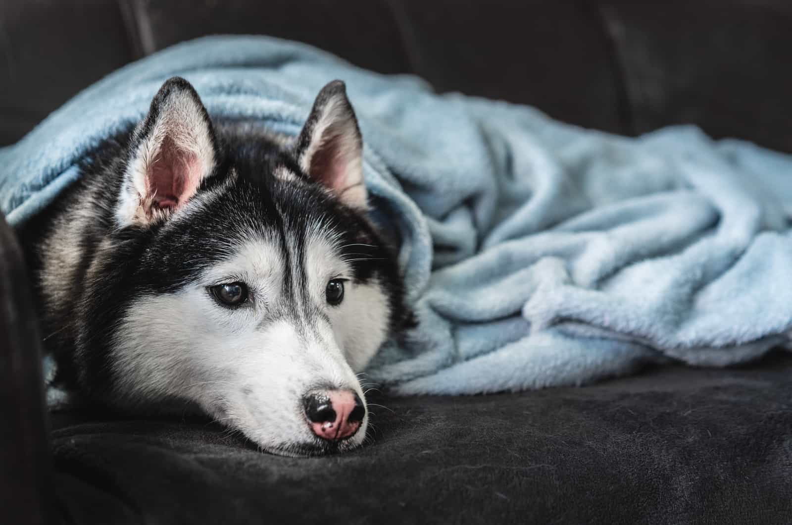 husky covered with a blanket