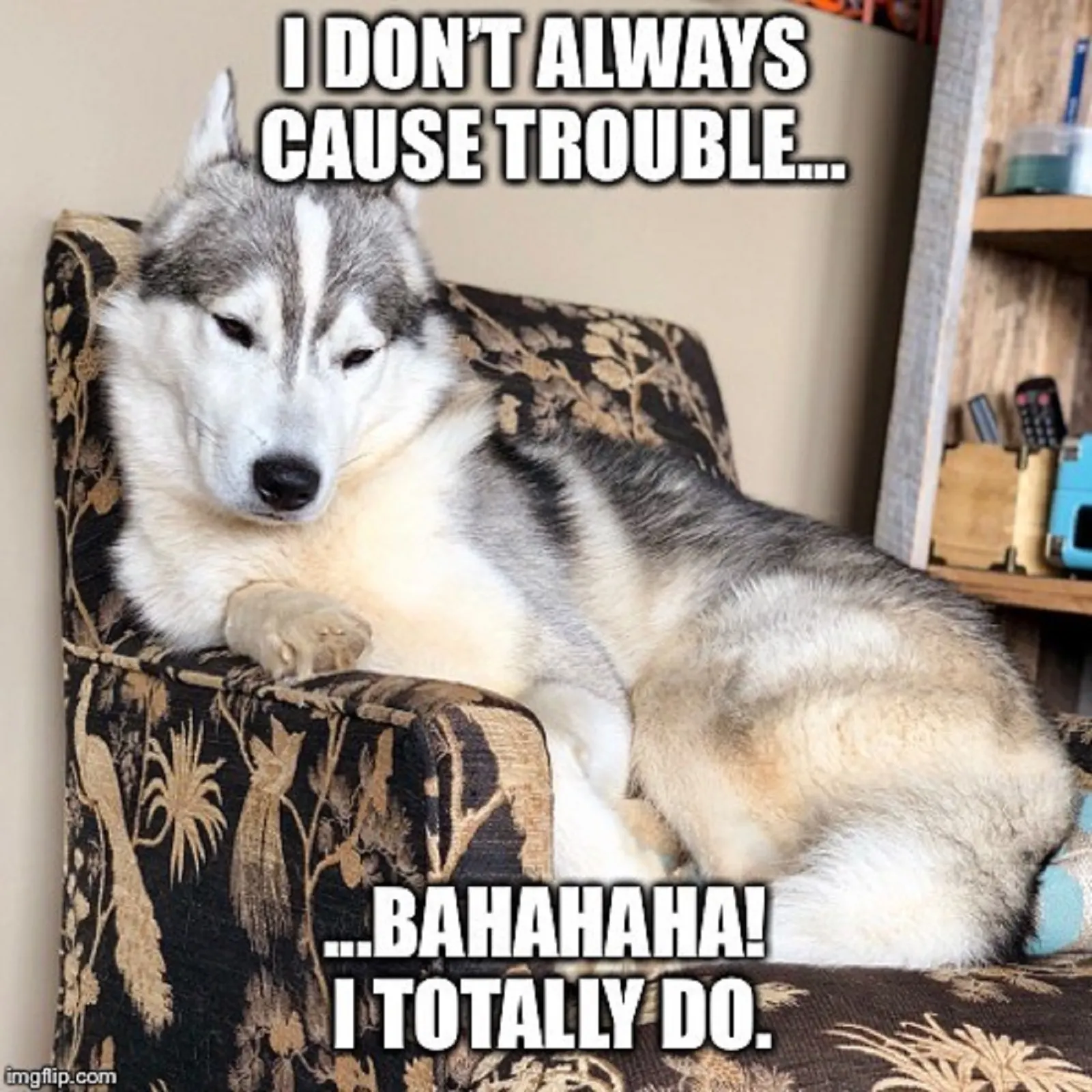 husky dog sitting in the armchair