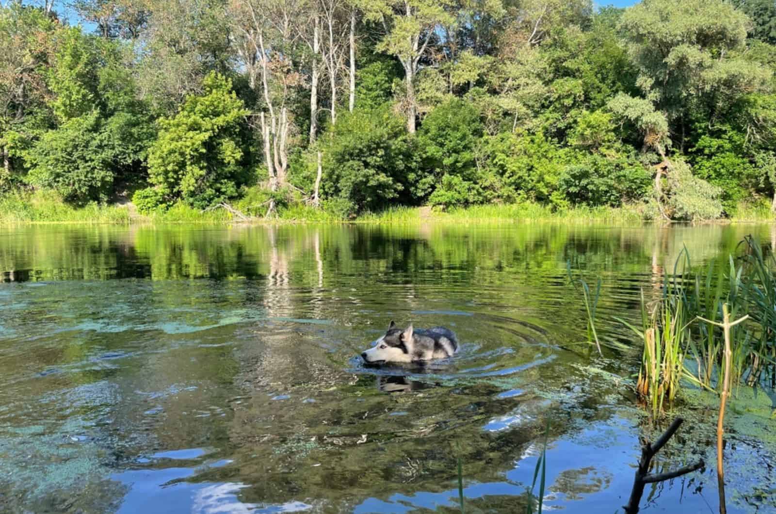 husky dog swims in the river