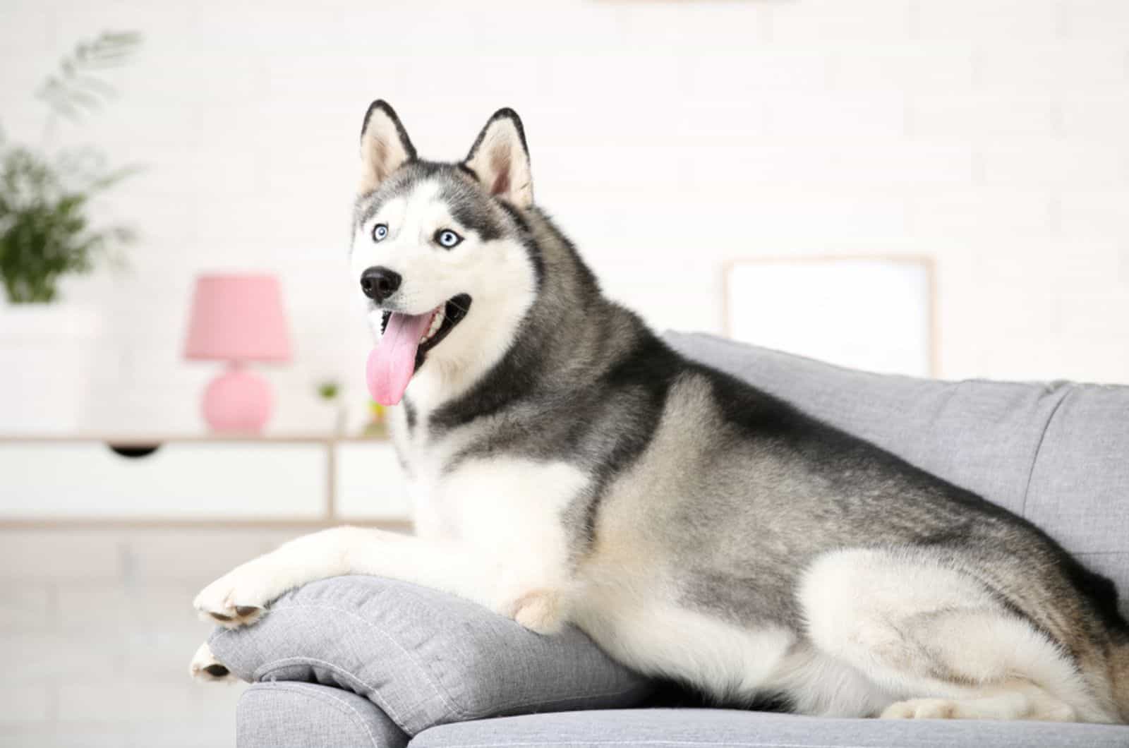 husky dog lying on the couch