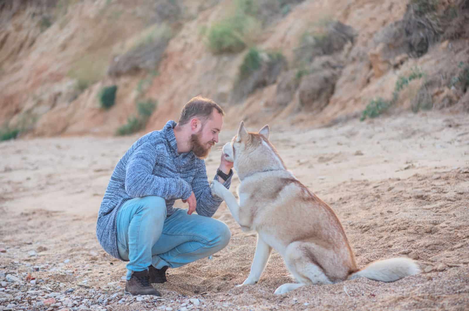 husky gives paw to his owner while playing outdoors