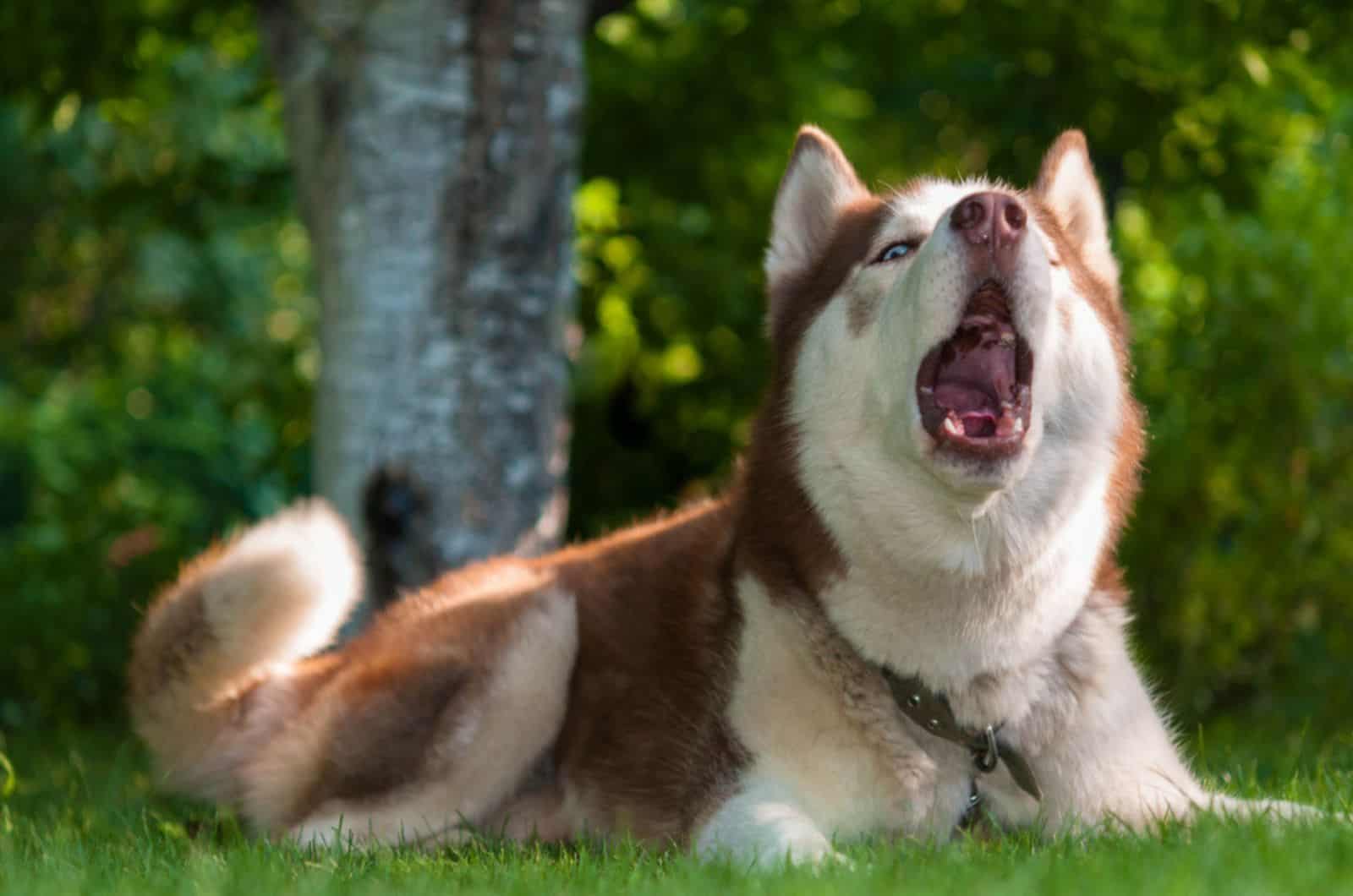 husky lying on the grass and howling