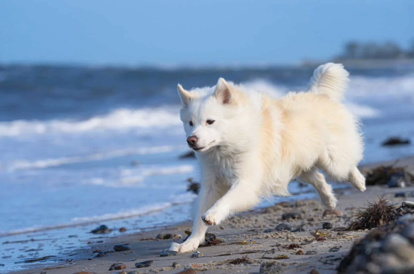 icelandic sheepdog running on the beach