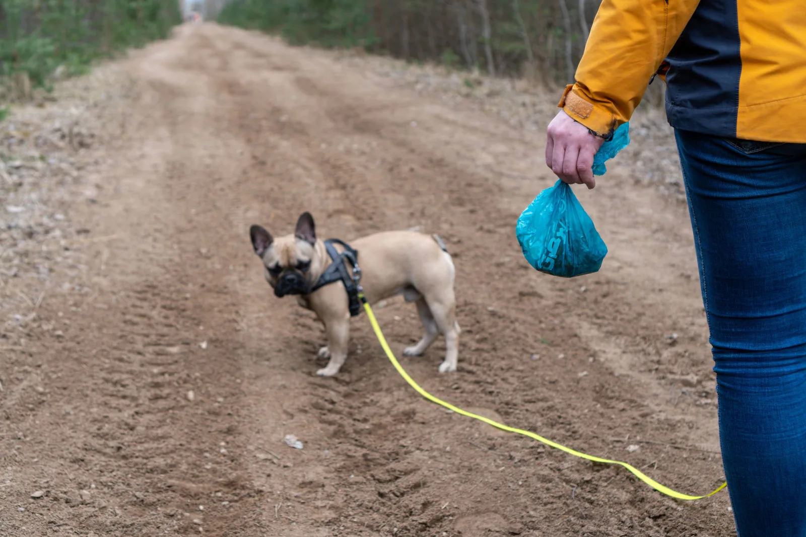 in a spring walk with a french bulldog dog a woman with a view from behind on a gravel road holding a bag with a dog's poop