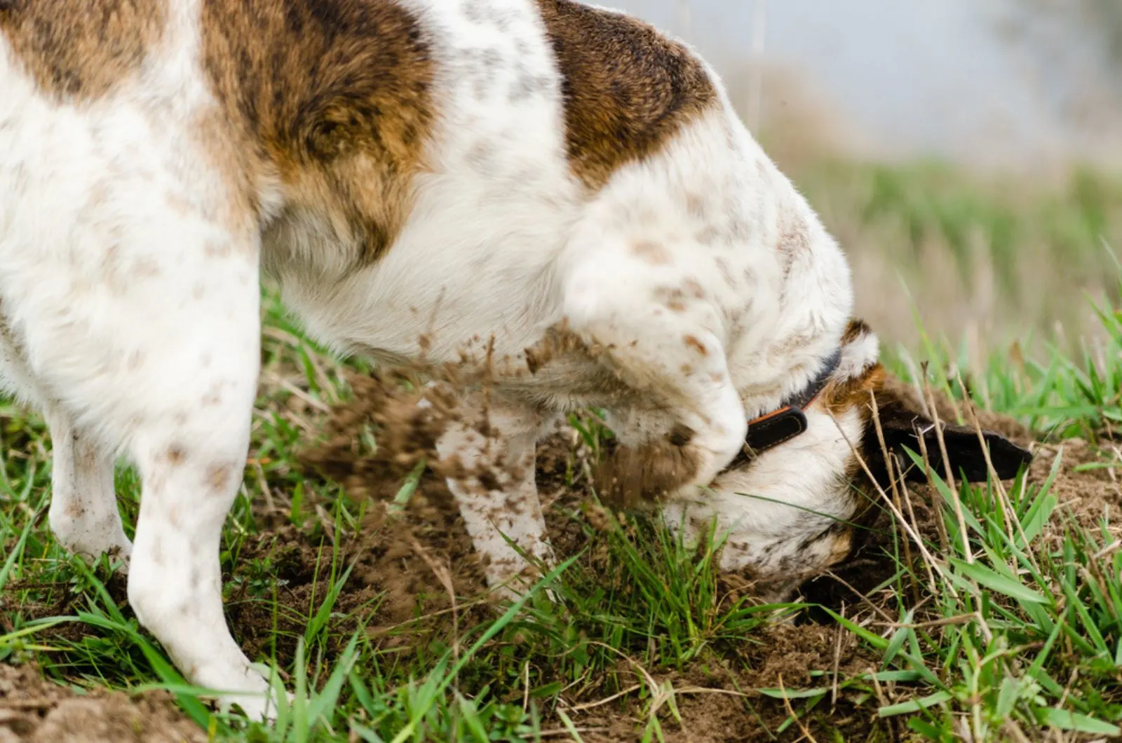 jack russel terrier digging a hole in the garden