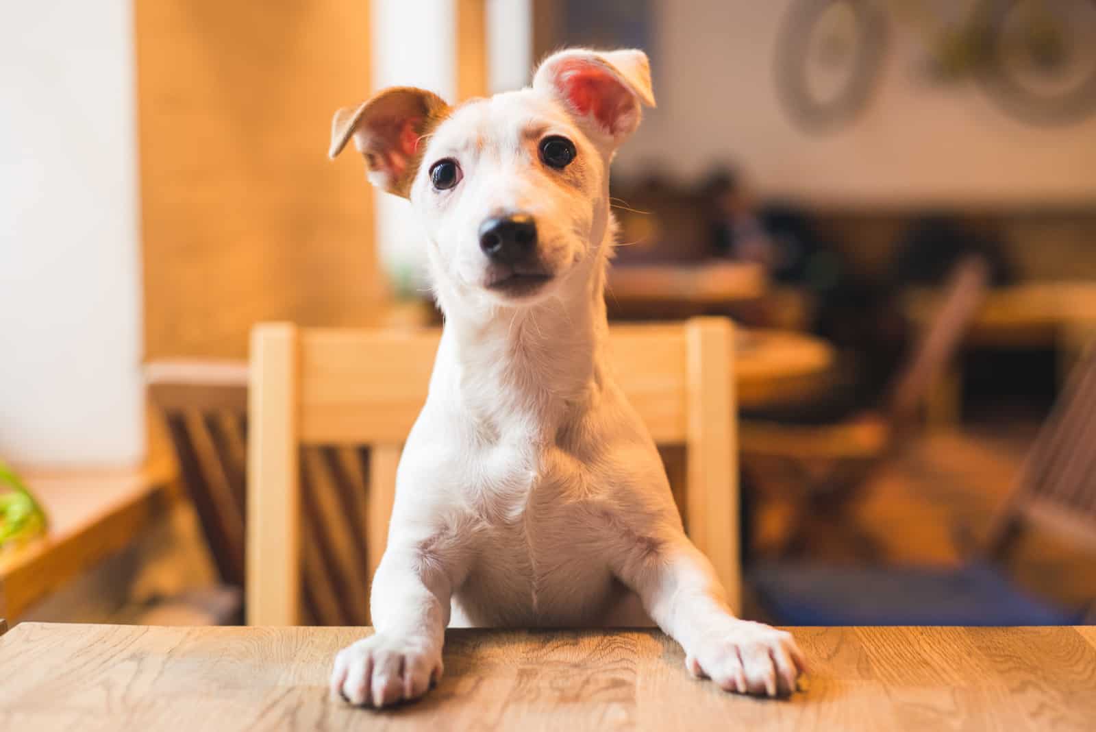jack russel terrier on a chair