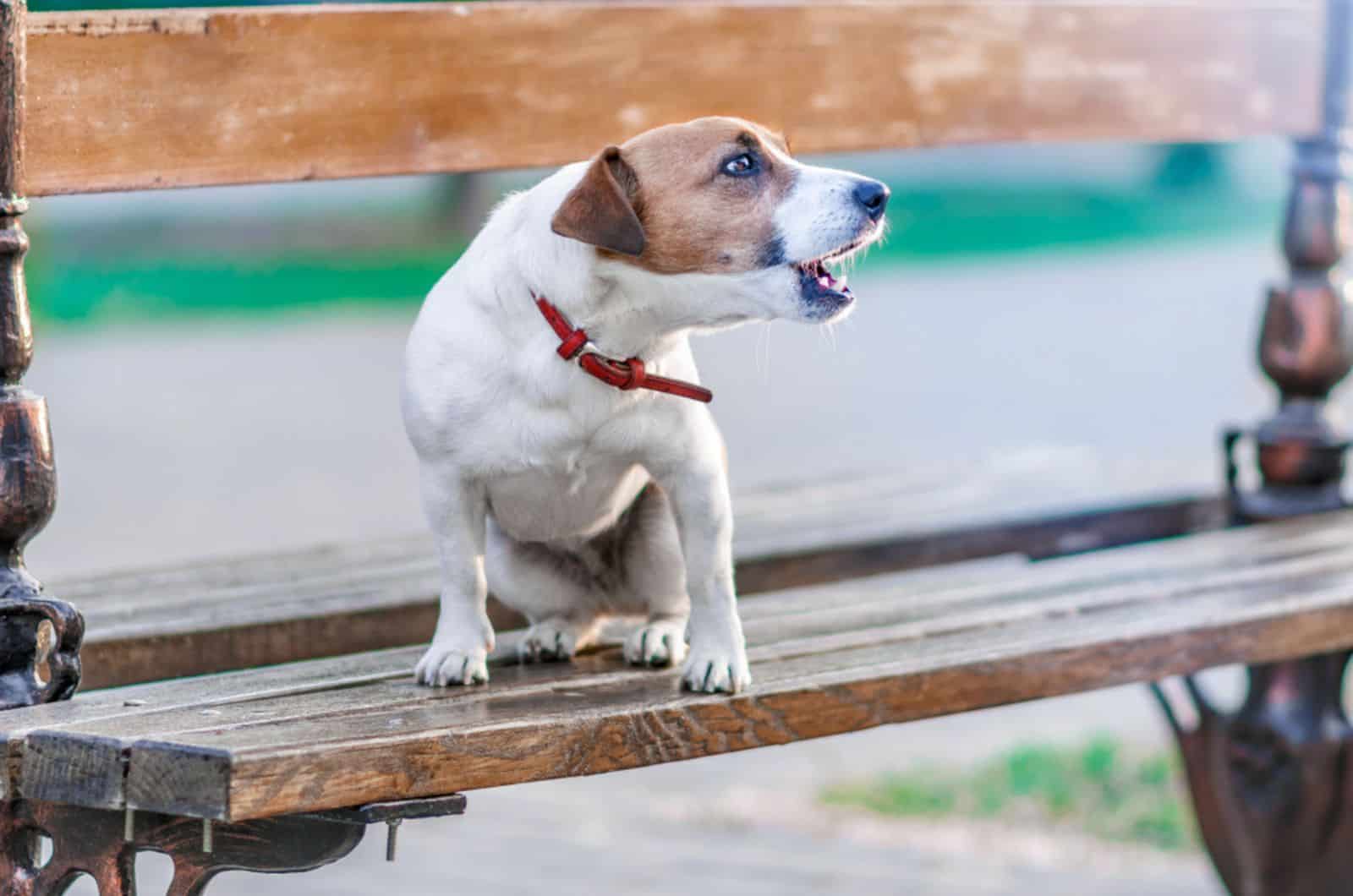 jack russel terrier sitting on wooden park bench and yelps