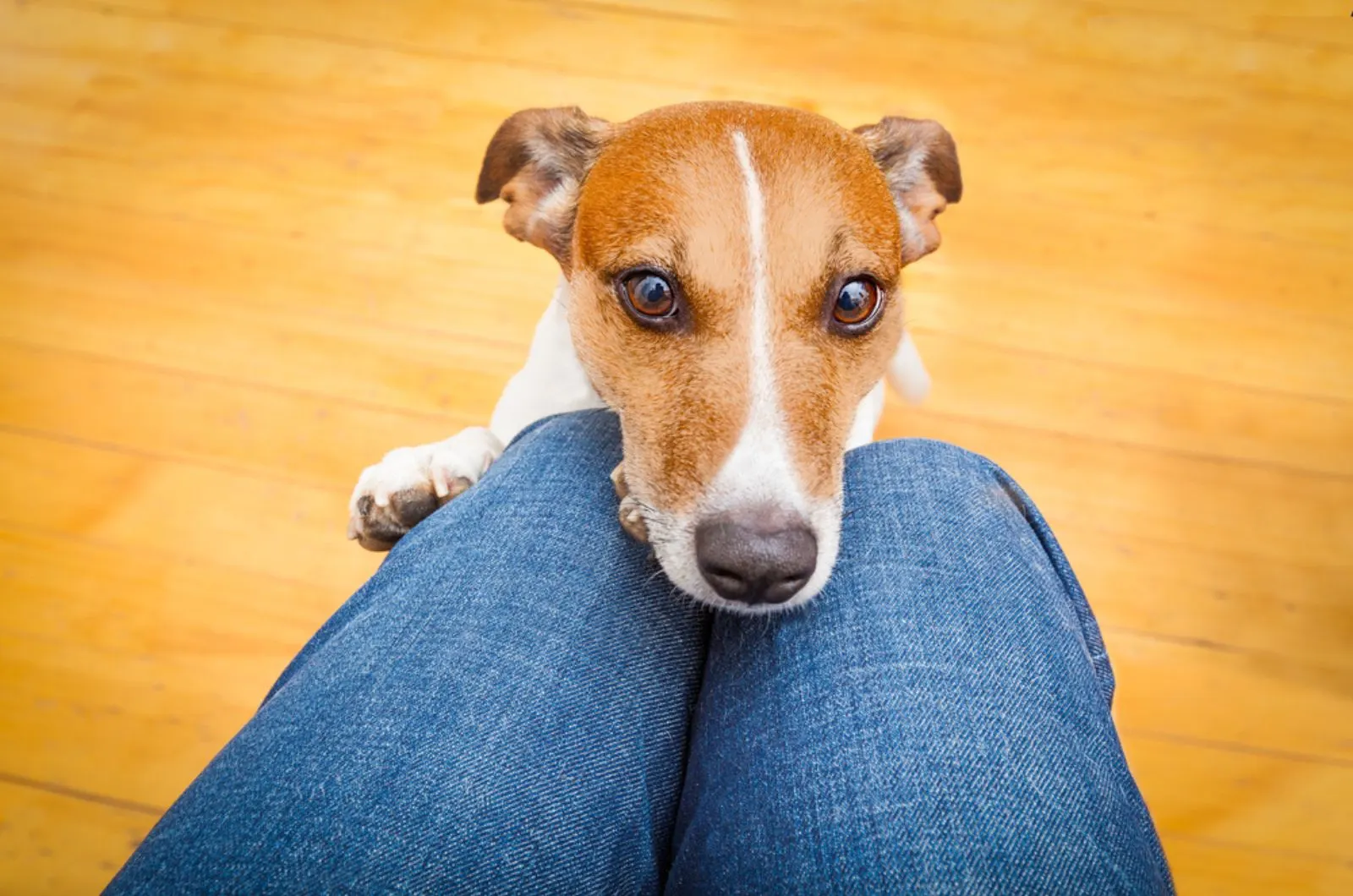 jack russell dog leaning head on owner's lap