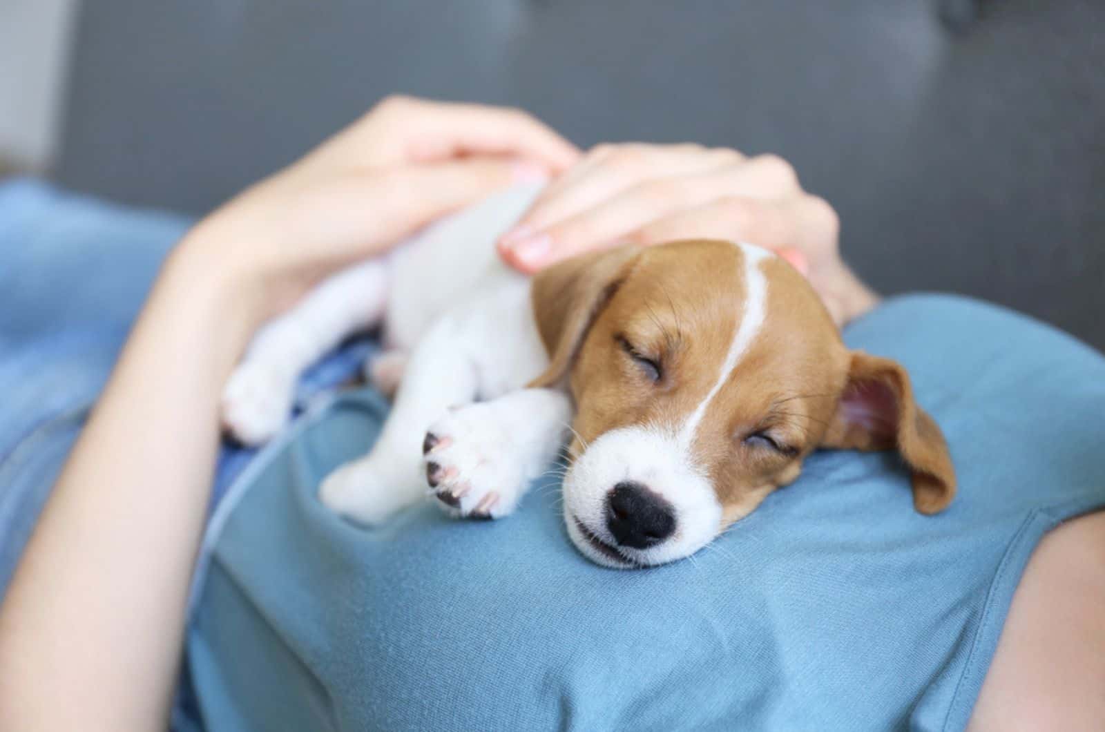 jack russell terrier puppy sleeping on young woman's chest
