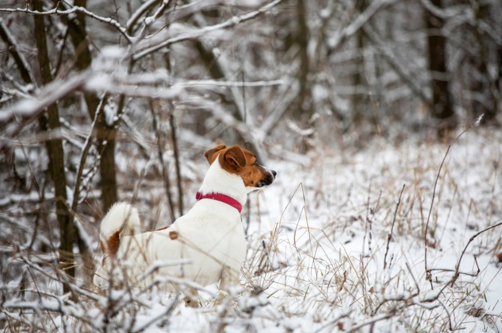 jack russell terrier hunting in forest at winter