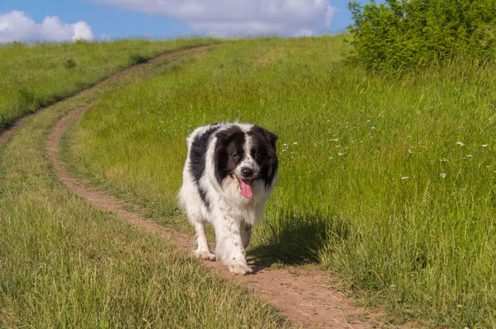 karakachan dog in nature