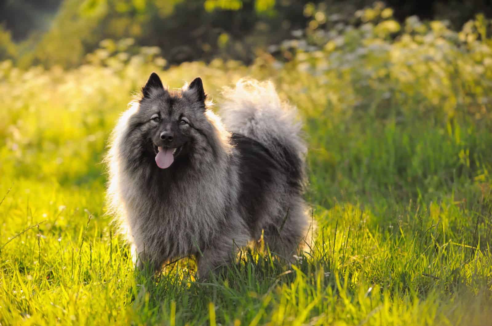 keeshond dog in nature