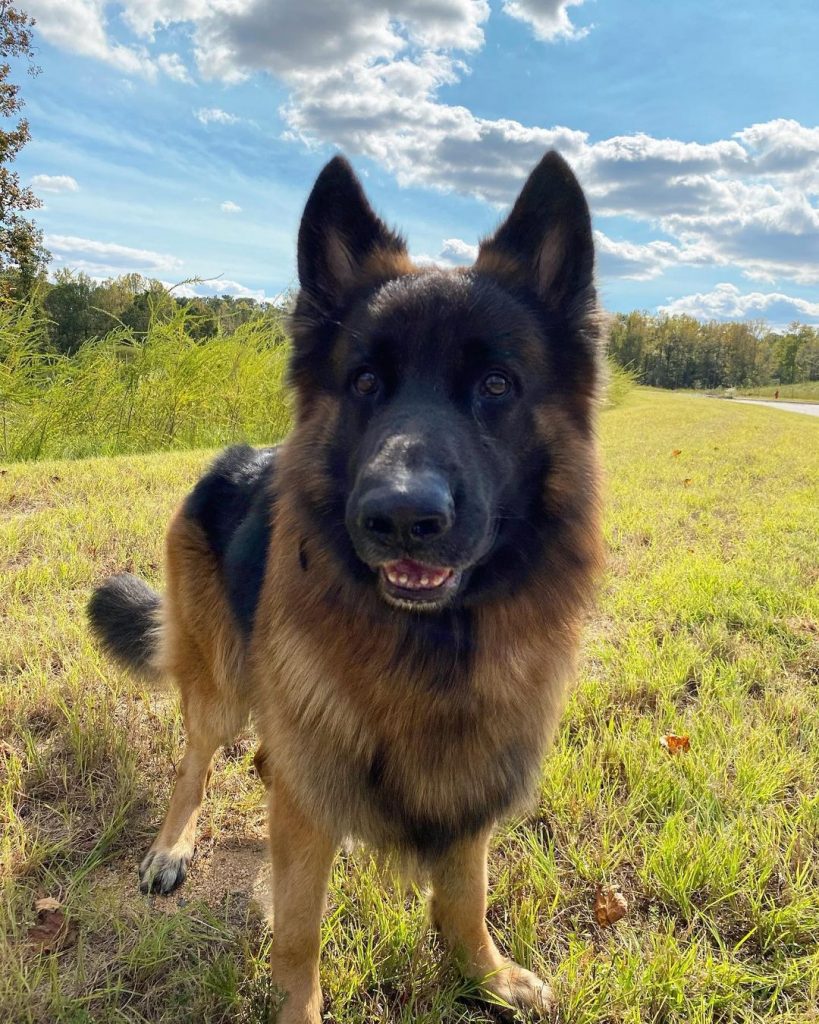 Everything About The King Shepherd