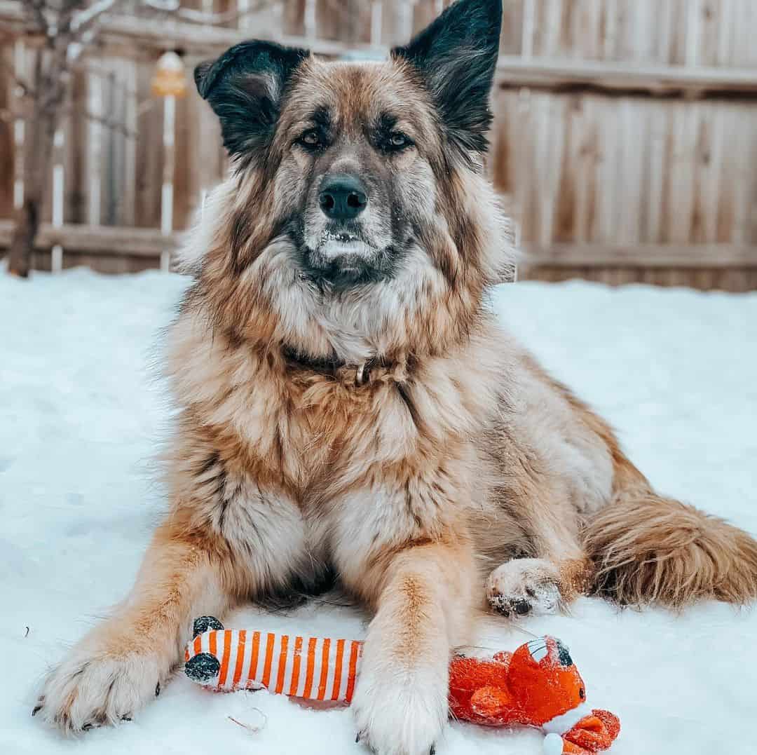 king shepherd portrait