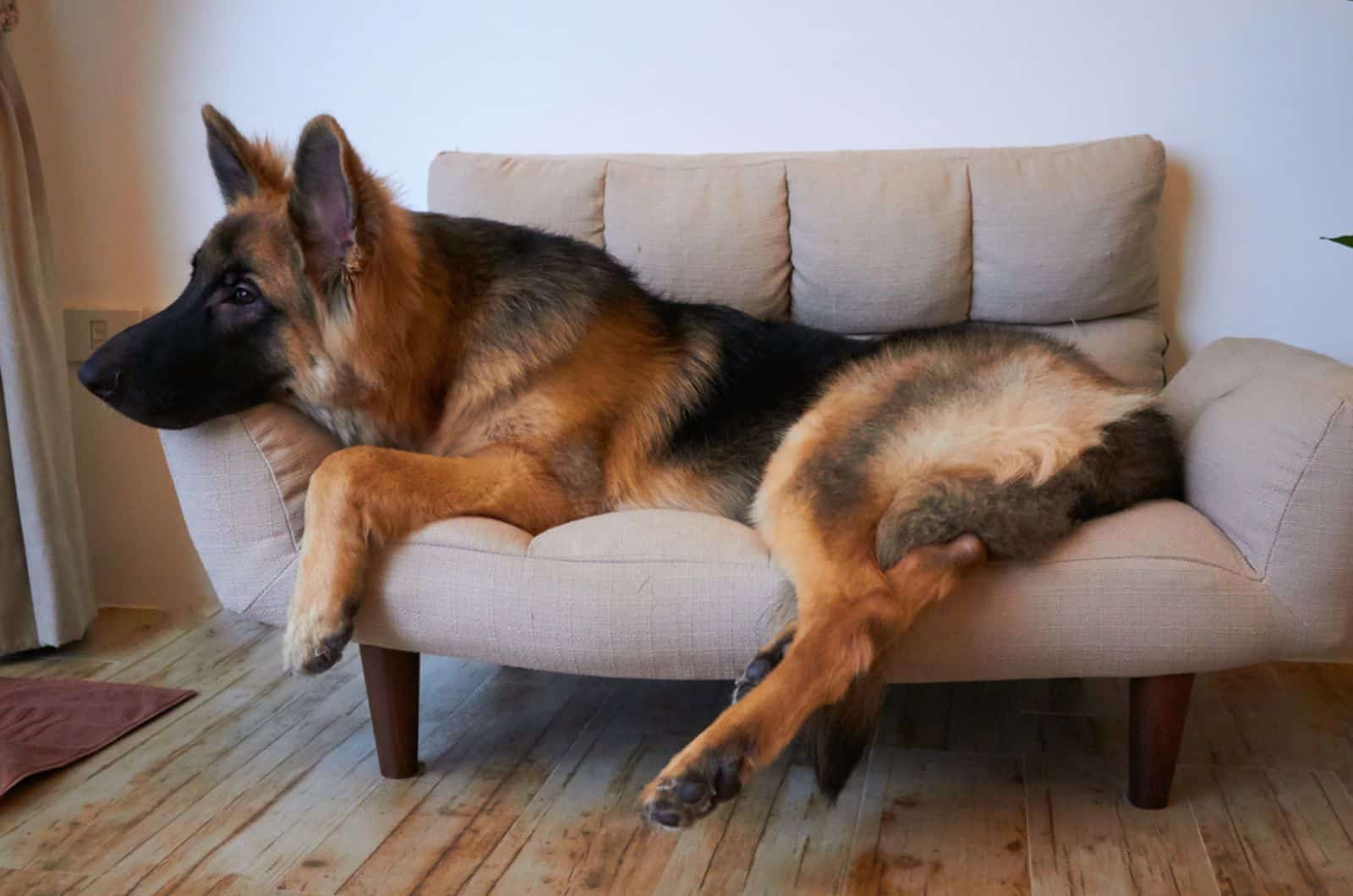 king shepherd lying on the sofa