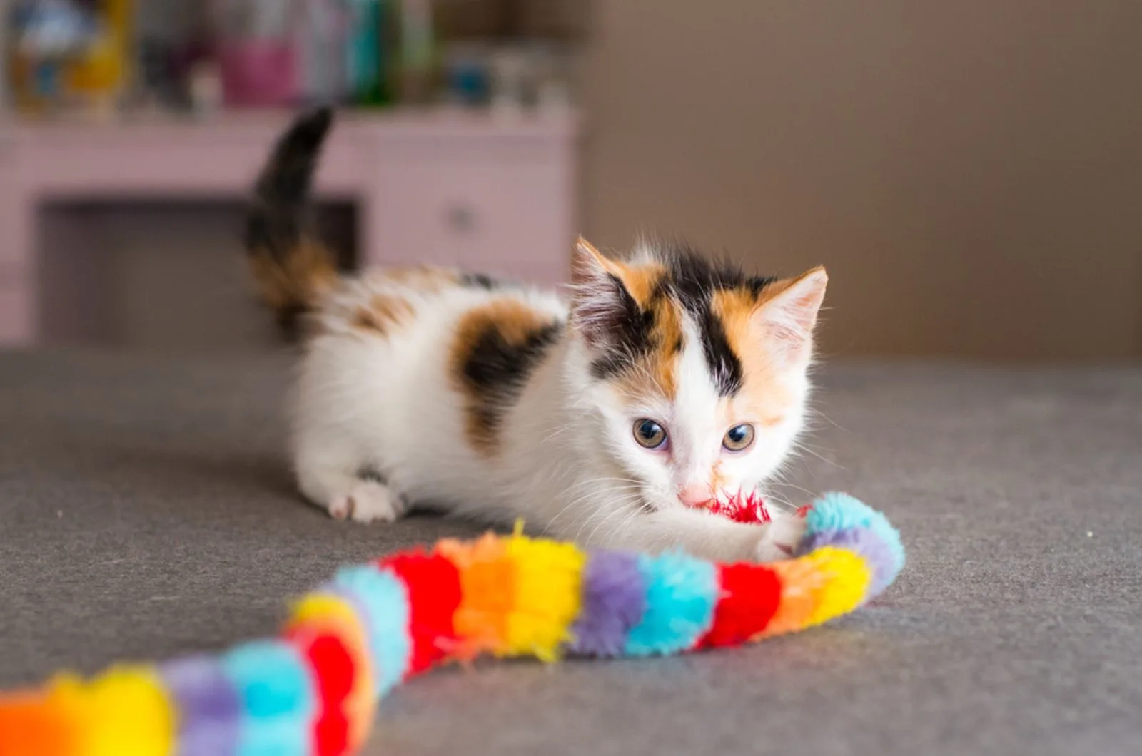 kitten playing with a toy indoors
