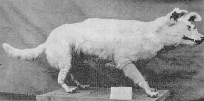 kuri dog